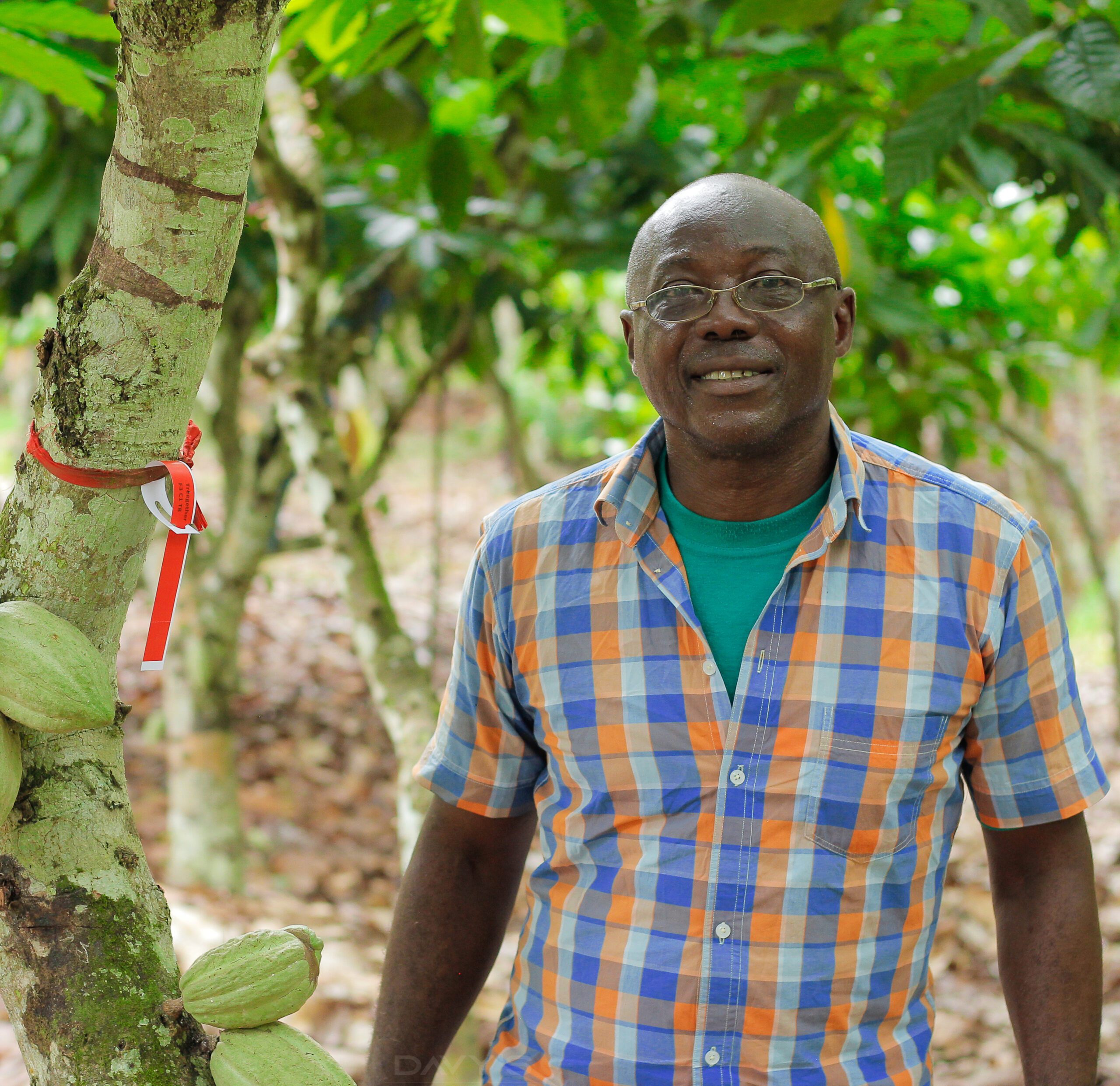 Ambroise N’Koh's cocoa tree